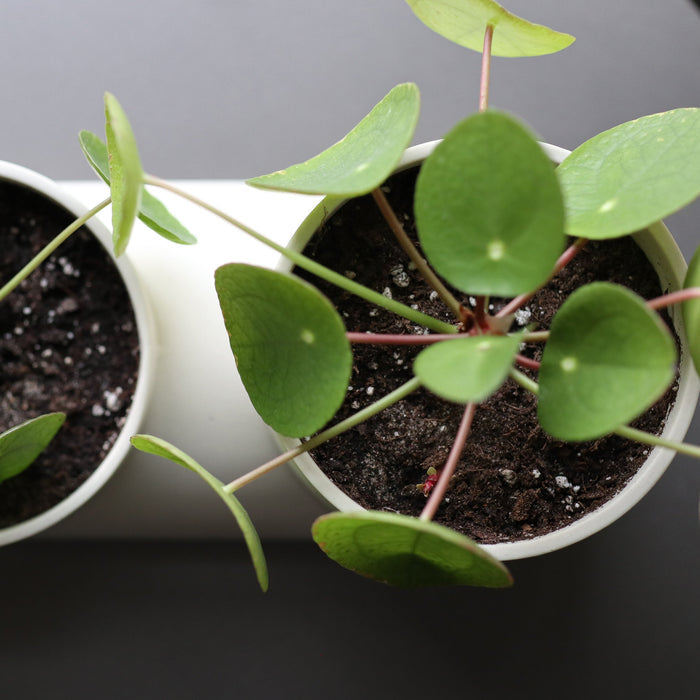 Double Planter – Handmade Ceramic