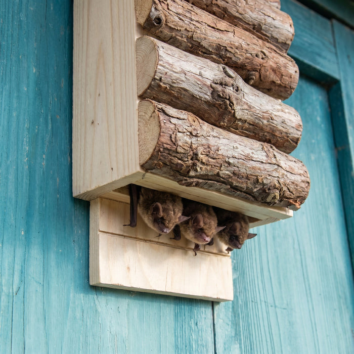 Three little brown bats roosting together at the open bottom of Earl's bat house, peeking out from the entry