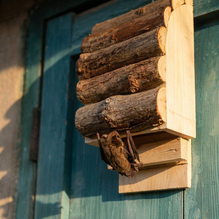A bat at the bottom entry of Earl's bat house in warm golden evening light