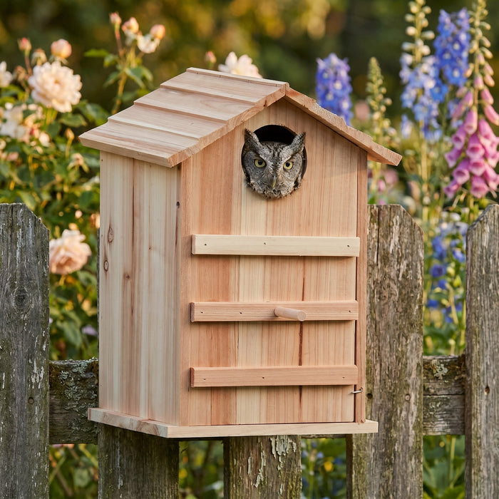 Owl house on a garden fence with a screech-owl looking out from the entrance